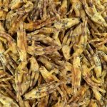 1.5K Garritas de Pollo - Imagen 5